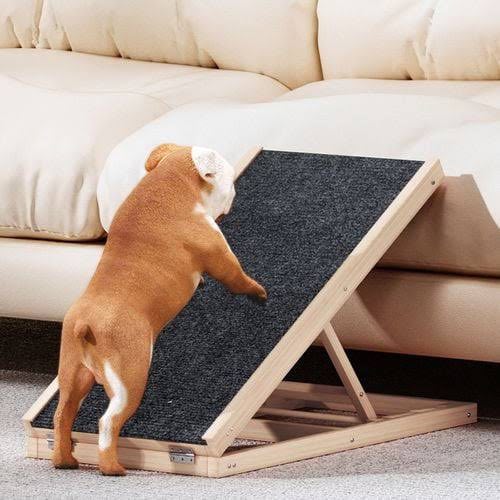 bulldog climbing up wooden foldable dog ramp
