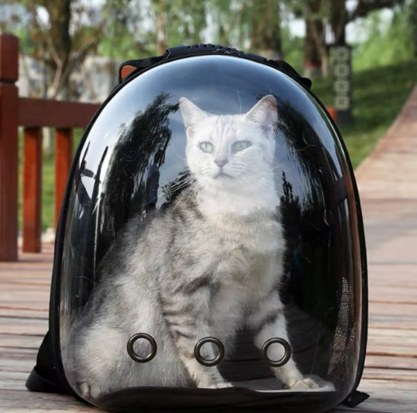 grey cat in black pet carrier backpack